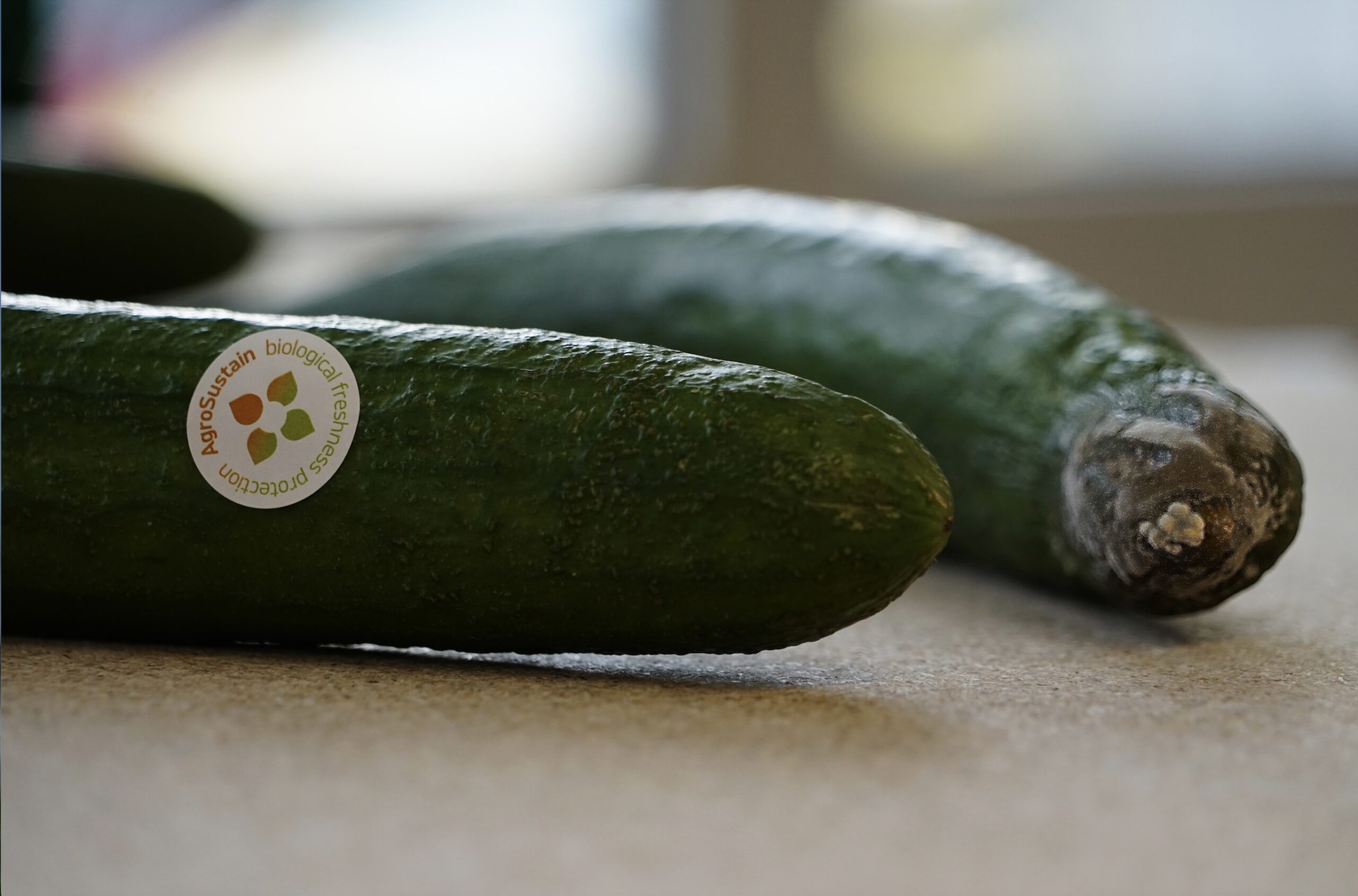 One Cucumber is fresh and treated by Afondo. The other is not treated and hast started to rot.
